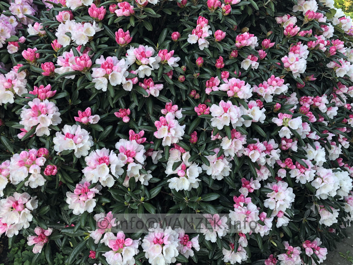 Rhododendron yakushimanum FCC 01.JPG